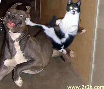 chien and chat